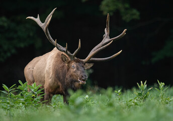 Large Bull Elk 