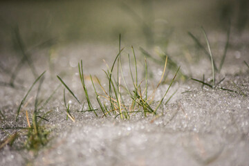 Grass in snow and water droplets