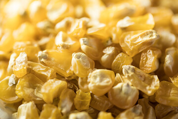 Dried corn seeds
