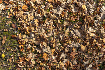Beautiful texture of dry brown and yellow autumn oak leaves is in the park