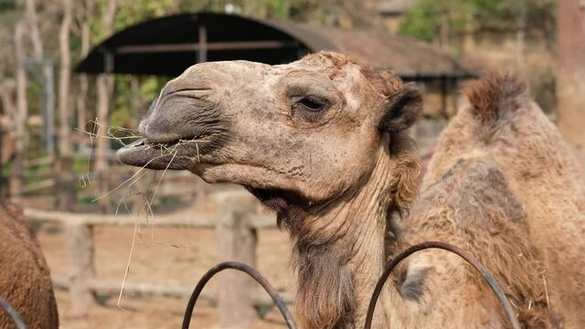 Camels are enjoying eating Its hay