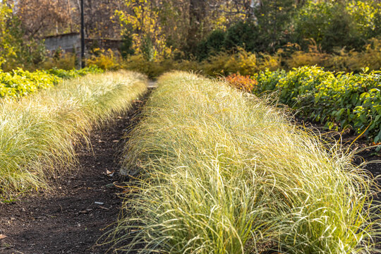 Beautiful horizontal texture of green and yellow ornamental grass Carex is in a garden in autumn