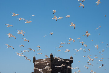 nuée de mouettes volant au-dessus d'un fort