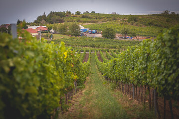 Fototapeta na wymiar vineyard in the spring