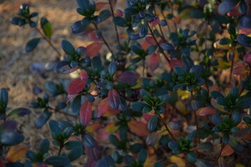 Jesienne liście azalia japońska w ogrodzie autumn azalea leaves for background - obrazy, fototapety, plakaty