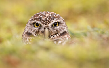 Obraz premium Burrowing Owl in Florida 