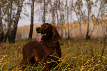 Beautiful Irish Setter standing in the field