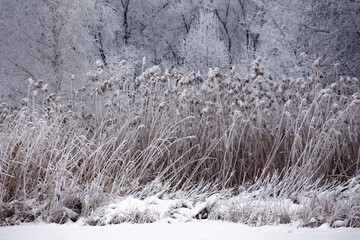 The reeds and trees in the park are covered with the first fluffy snow. Blizzard in winter, wet snow sticking to trees and bushes.