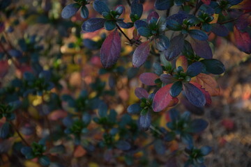 Jesienne liście azalia japońska w ogrodzie autumn azalea leaves for background