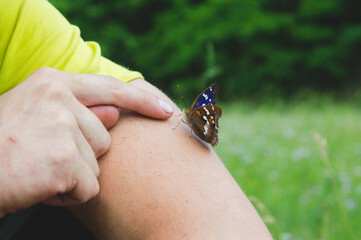 Butterflie on a hand of a human © Eva