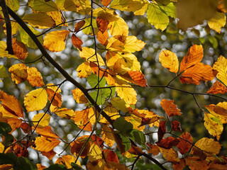 Fototapeta na wymiar Sunlight shinning through autumn leaves