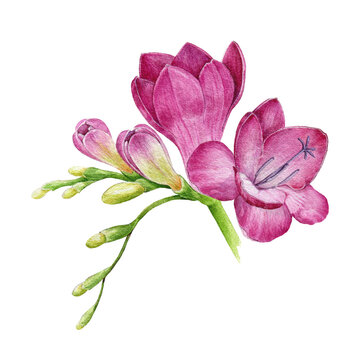 Freesia bright pink flower watercolor illustration. Hand drawn floral realistic element. Magenta freesia garden spring flower blossom close up image. Tender romantic plant on white background.