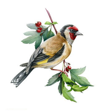 Goldfinch bird on a hawthorn branch illustration. Hand drawn watercolor realistic garden bird with red berries image. Single goldfinch avian bright summer illustration on white background