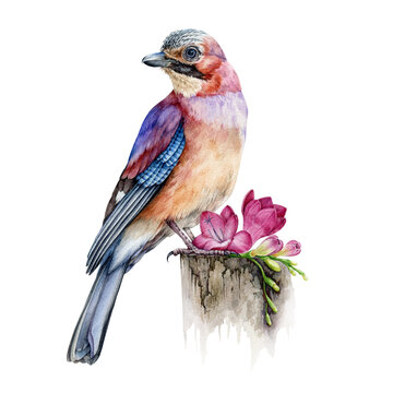 Jay Bird With Freesia Flower Realistic Watercolor Image. Hand Drawn Wild Forest Europe Avian Single Illustration. Common Jay Bright Close Up Element. Beautiful Sitting Bird On White Background.