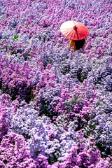Flower Farm in Chiang Mai Province, Thailand