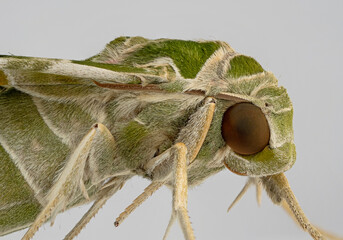 Oleander hawk-moth Female