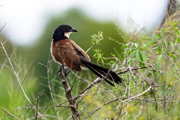 Coucal de Burchell,.Centropus burchellii, Burchell's Coucal