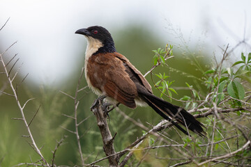 Coucal de Burchell,.Centropus burchellii, Burchell's Coucal