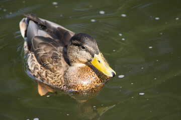 Bird, duck, duck, nature, river, summer, animals, swim