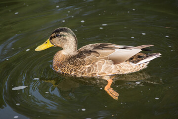 Bird, duck, duck, nature, river, summer, animals, swim