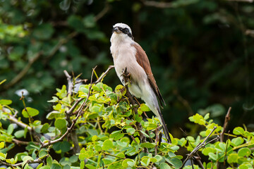 Pie grièche écorcheur,. male, Lanius collurio, Red backed Shrike