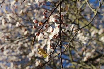 branch of a tree with leaves