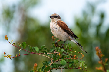 Pie grièche écorcheur,. male, Lanius collurio, Red backed Shrike