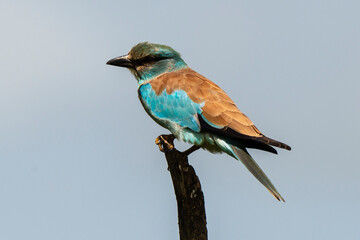 Rollier d'Europe,.Coracias garrulus, European Roller