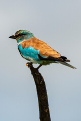 Rollier d'Europe,.Coracias garrulus, European Roller