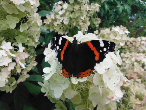 butterfly on white flowers with open wings