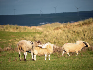 Ram, tup with ewe prior to mounting. Informed consent.