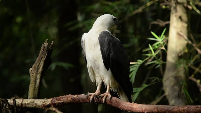 The voices for communication between the White-bellied Sea-eagle.