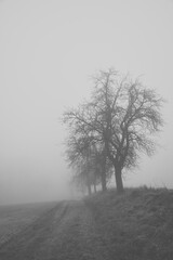 Row of trees in the fog