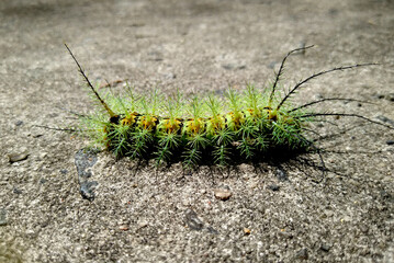 salvador, bahia / brazil - november 24, 2020: insect fire caterpillar is seen in a garden in the...