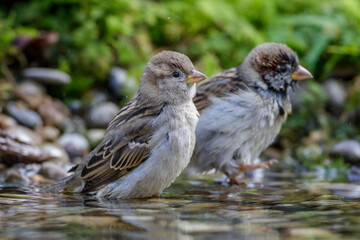 Haussperlinge (Passer domesticus)