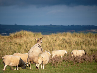 Ram, tup mounting ewe, domestic sheep mating in flock.