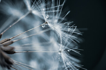 Water drops and Dandelion Fluff