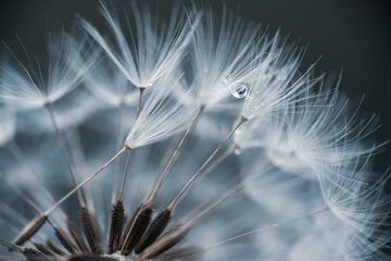 Dandelion and water drops
