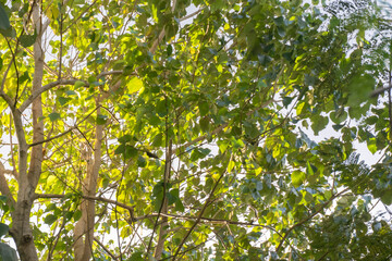 Green foliage in sunlight