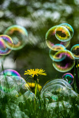 Bubbles and a Dandelion