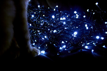 New year, Christmas background in dark blue tones. Cat sitting in front of a burning cold blue garland. Cat's feet.