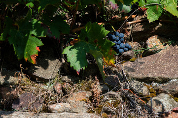 Bunch of red grapes, heroic viticulture, Ribeira Sacra, Galicia, Spain