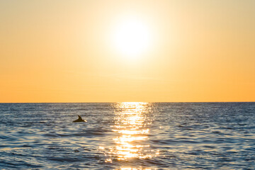 Sunset in the Adriatic Sea and the silhouette of a dolphin at the horizon. Beautiful tranquil...