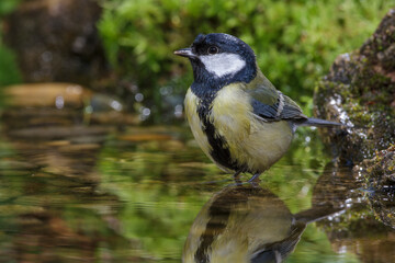 Kohlmeise (parus major) badend