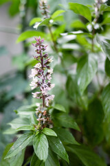 Flowers of the basil are blooming in the vegetable garden