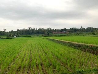 green field and blue sky
