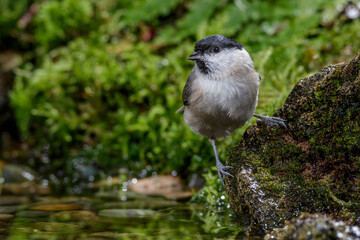 Sumpfmeise (Poecile palustris)