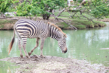 Fototapeta na wymiar zebra standing and looking down on the field to find something to eat in the yard 