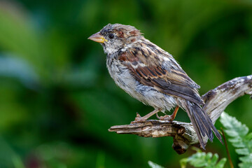 Haussperling (Passer domesticus) Männchen