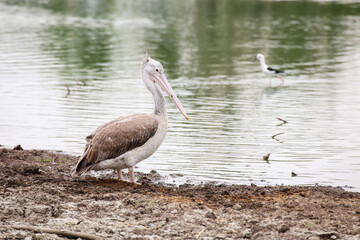 Marabou Stork (Leptoptilos crumenifer) A birds perched on the floor by the lake